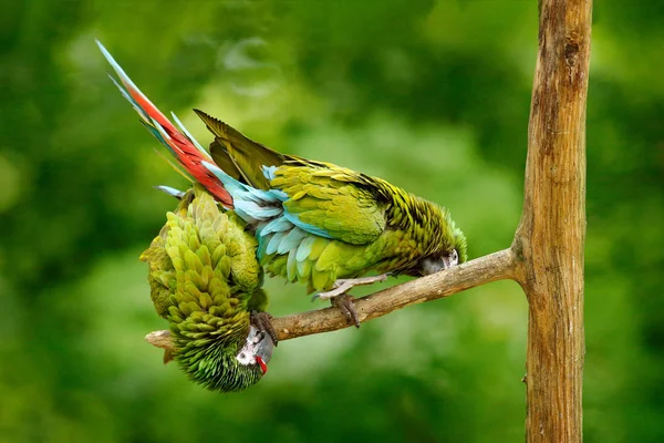 Zielone papugi Ara wojskowych — Zdjęcie stockowe