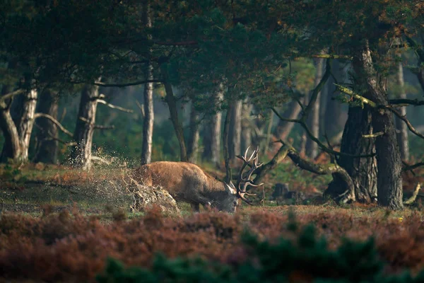 Kızıl geyik su birikintisi içinde