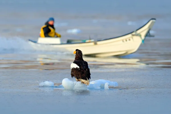 Steller zee arend — Stockfoto