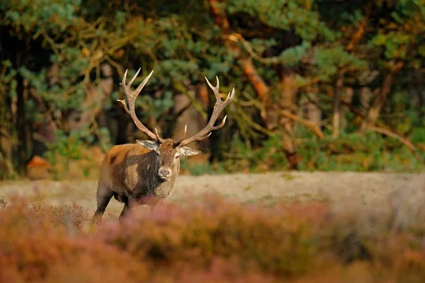 Hollanda sonbahar hayvan davranışları
