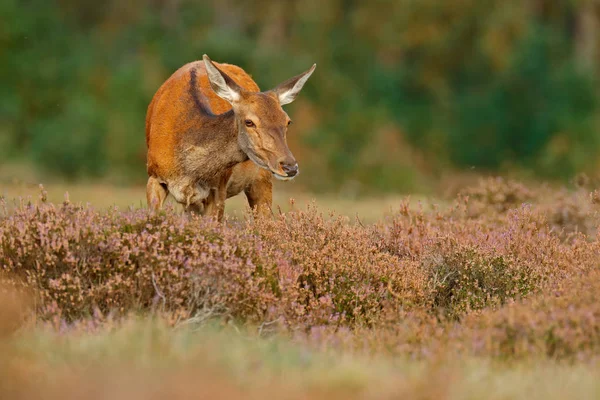 在荷兰的秋季动物行为 — 图库照片