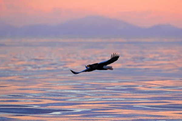 Орел летит над морем — стоковое фото