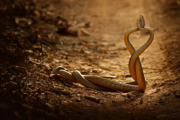 Snakes fight. Indian rat snakes — Stock Photo, Image