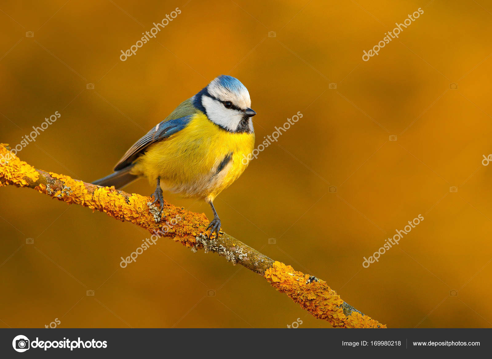 Mignon Petit Oiseau Dans La Nature Photographie