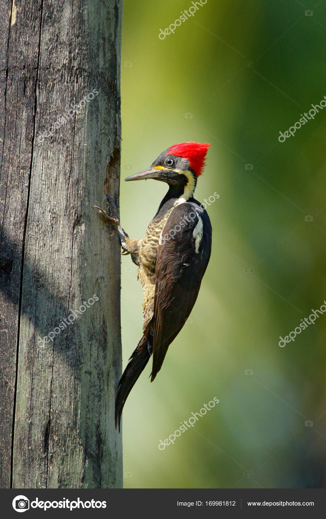 Woodpecker From Costa Rica Stock Photo Ondrejprosicky