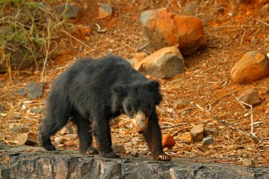 Sarı ormanda gizli ayı