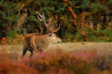 Hollanda sonbahar hayvan davranışları