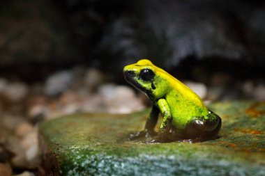 Golden Poison Frog