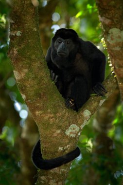 mantled uluyan maymun 