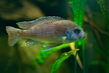 Güzel turuncu balık