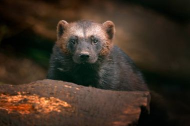 Wolverine yüz portresi