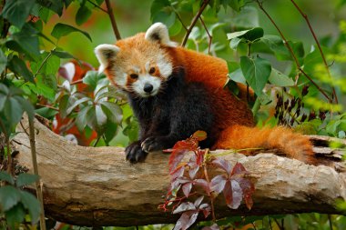 Red panda ağaç üzerinde yalan 