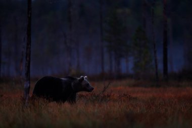 Sarı ormanda gizli ayı