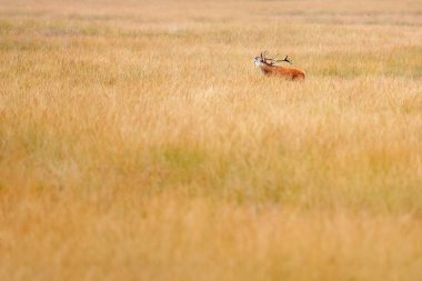 Hollanda sonbahar hayvan davranışları