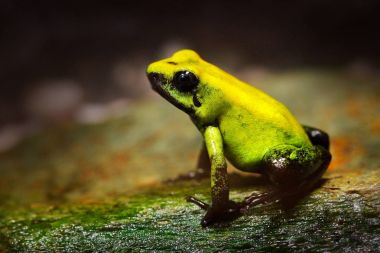 Golden Poison Frog