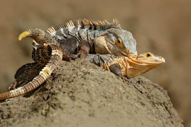 Siyah Iguana çifti