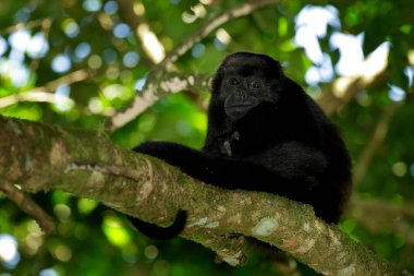 mantled uluyan maymun 
