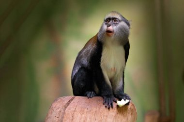 Campbell's guenon monkey clipart