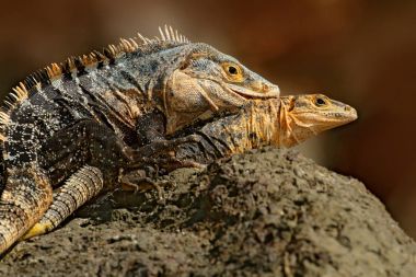 Siyah Iguana çifti