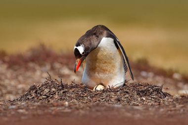 Penguen çayır üzerinde iç içe geçirme
