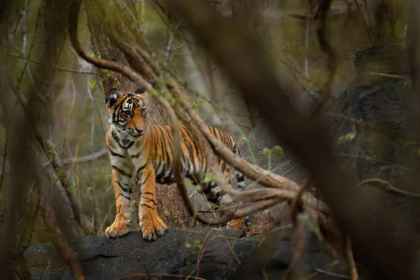 Tigre caminando en vegetación verde —  Fotos de Stock