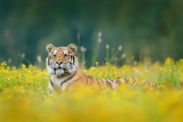 Тигр, що йде в озерній траві — стокове фото