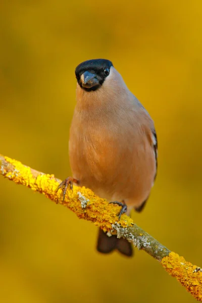 Female grey songbird sitting on branch — Stock Photo, Image