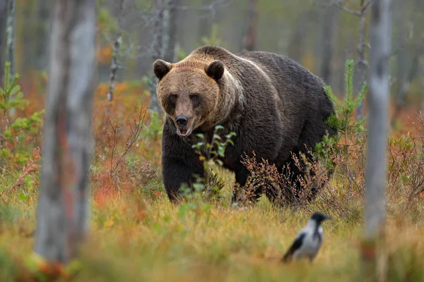 Медведь спрятан в желтом лесу — стоковое фото