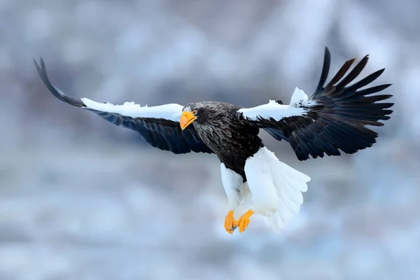 Flygande sällsynta eagle — Stockfoto