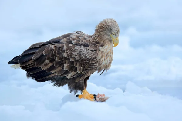 Seeadler — Stockfoto