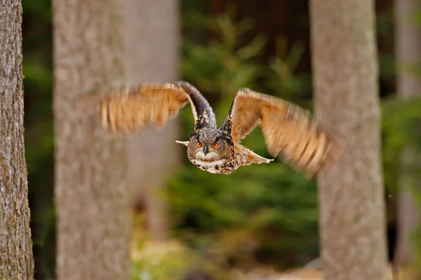 Flying Eurasian Eagle Owl — Stock Photo, Image