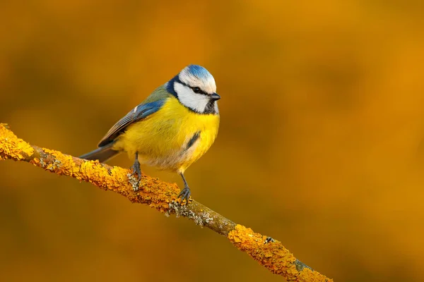 자연에서 귀여운 작은 새 — 스톡 사진
