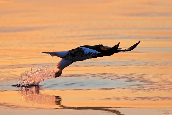 Águia do mar de Steller — Fotografia de Stock