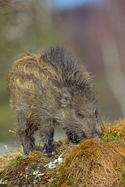 Babi muda liar — Stok Foto