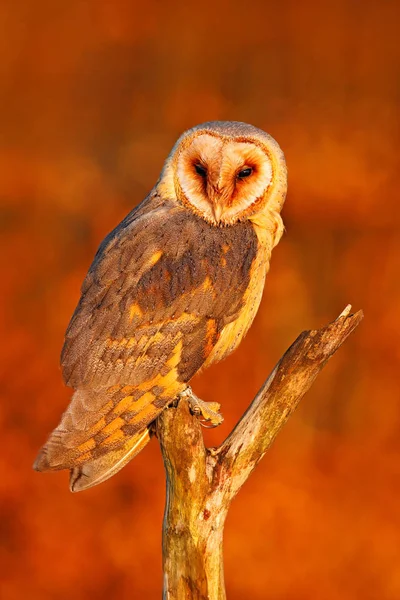 Owl on tree trunk in meadow — Stock Photo, Image