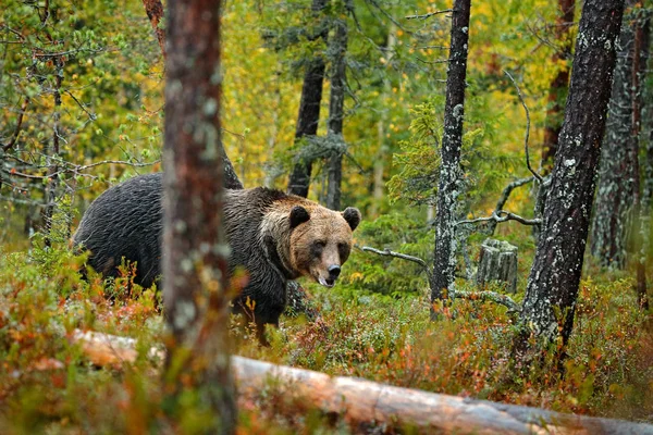 Urso escondido na floresta amarela — Fotografia de Stock