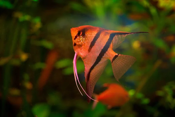 Pterophyllum scalare Peixe-anjo — Fotografia de Stock