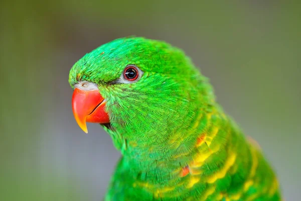 Łuszcząca się złotawy lorikeet — Zdjęcie stockowe