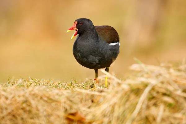 Коричневая птица ходит по траве — стоковое фото