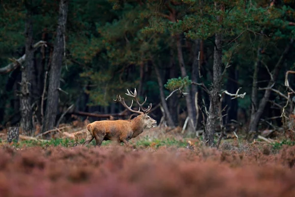 Autumn animal behavior in Netherlands