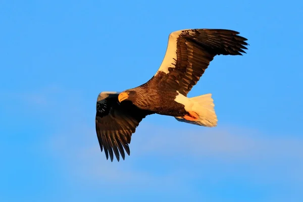 Полет орла зимой — стоковое фото