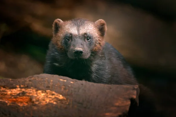 Retrato facial de wolverine — Fotografia de Stock