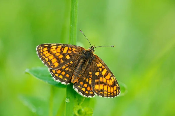 野生美丽的蝴蝶 — 图库照片