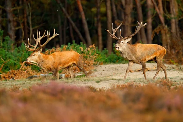 Dois veados vermelhos, época de rutting — Fotografia de Stock