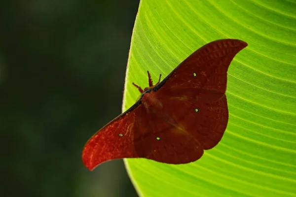 Copaxa syntheratoides motyl — Zdjęcie stockowe