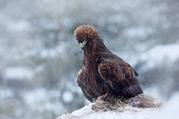 Águila dorada en nieve — Foto de Stock