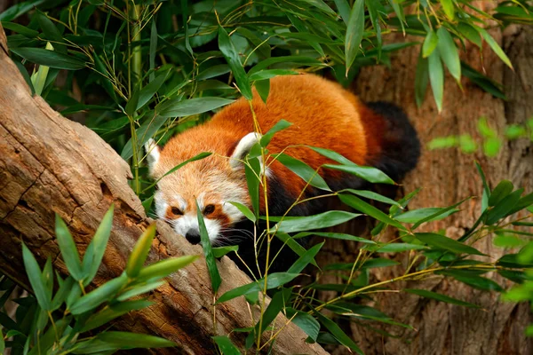 Panda rosso sdraiato sull'albero — Foto Stock