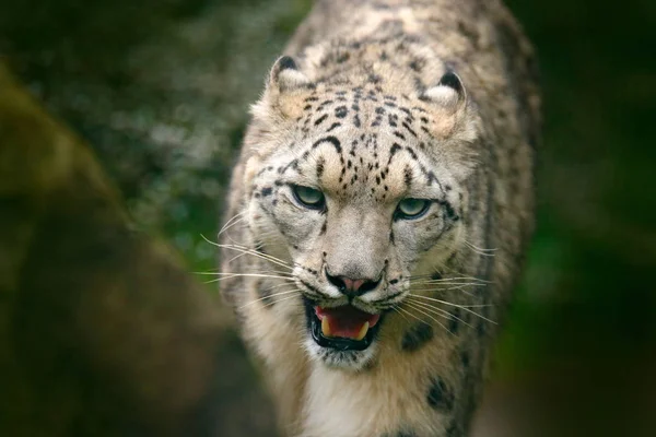 Retrato facial de leopardo da neve — Fotografia de Stock