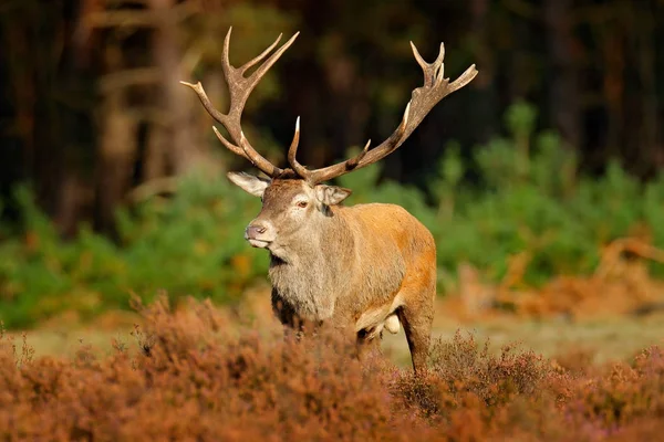 Comportamiento de los animales de otoño en Holanda — Foto de Stock