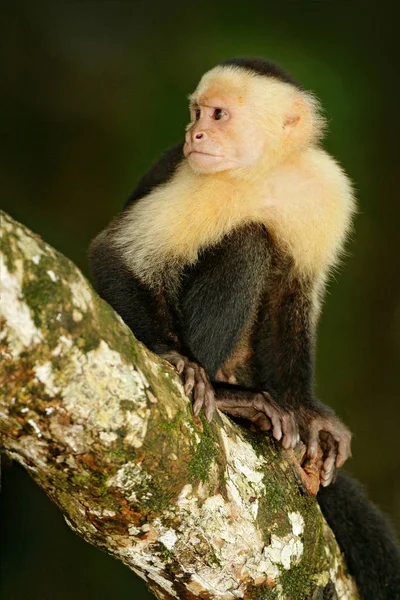 Macaco preto sentado no ramo — Fotografia de Stock